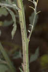 Lambsquarters